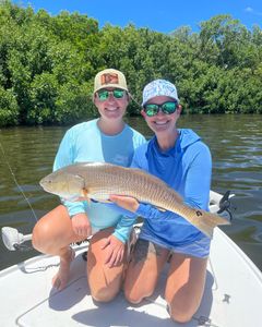 Redfish, 26 inches, caught in Fort Myers