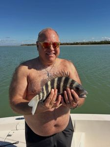 Sheepshead fish caught while fishing in Fort Myers