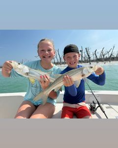 Two snook fish caught while fishing in FL