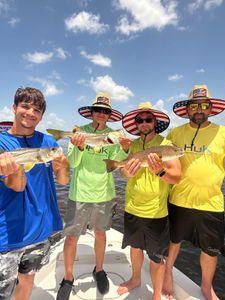 Three Black Drum fish caught during a fishing trip in Fort Myers