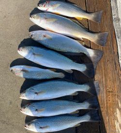 Trout Spectacle In Florida Waters
