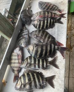 Sheepshead Reels Of The Day In Florida
