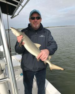 Shark Majesty: On The Hunt in NSB