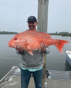 Red Snapper Majesty: On The Hunt in NSB