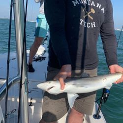 Photograph of an Atlantic Sharpnose Shark in FL