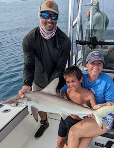 Blacktip Shark, a 32-inch big fish, caught during cruises and fishing at New Smyrna Beach