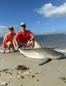 A large Bull Shark in the waters of New Smyrna Beach