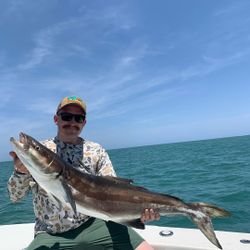 Cobia fish caught during cruises and fishing trip in Florida