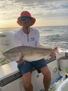 Redfish caught on cruises or fishing trip in FL
