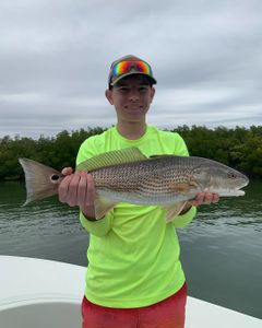 Redfish caught in FL on cruises, fishing