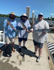 Two king mackerel, 20 inches long, caught in FL