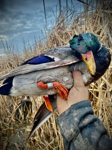 Waders on, the marsh is calling.