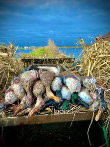 Blending into the reeds for the ultimate surprise.