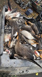 From field to table: honoring the hunt