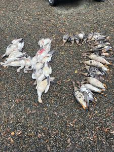 The decoy spread: a masterpiece in motion.
