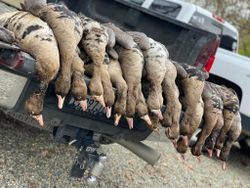 Nature’s symphony: honks, quacks, and splashes.