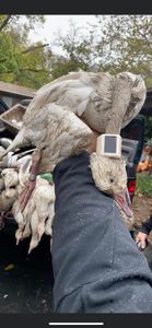 A day in the blind is never wasted.