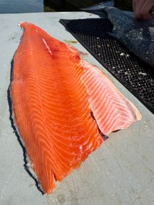 Fish-Species