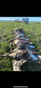 Waterfowl Wonders: Ducks & Geese!