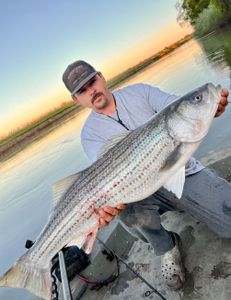 Monster striped bass!