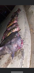 Catfish fishing in Sacramento