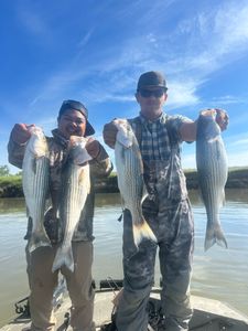 Reel in Striped Bass