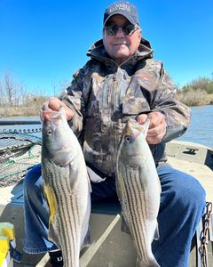 Catch Striped Bass
