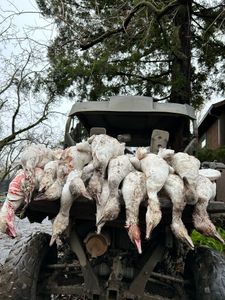 Goose & Duck Hunting in Sacramento