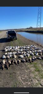 Chase Waterfowl: Ducks & Geese Galore