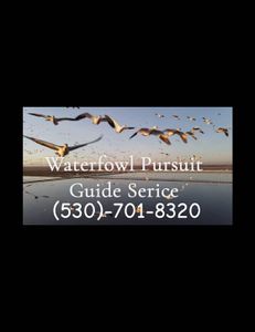 Scenic waterfowl action!