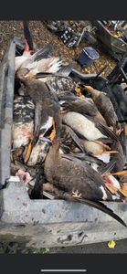 Hunt Ducks & Geese