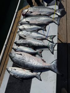 Fish-Species