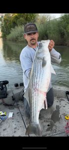 Striped Bass fishing