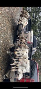 California Hunting: Go Big for Ducks!