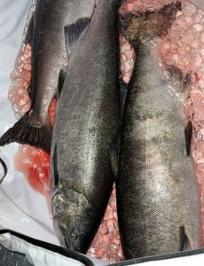 Two fishers in CA enjoying a great day of fishing and hunting