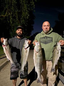 4 striped bass, fishing in CA