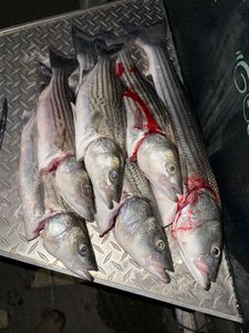 Striped bass and yellow bass caught while fishing in CA