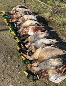 Scenic California landscape