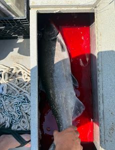 One fish caught in CA during fishing or hunting