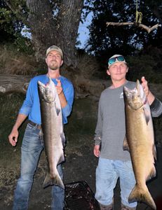 Two Chinook and Coho salmon caught while fishing in Arbuckle