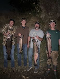 4 Chinook Salmon fish caught during fishing in Arbuckle