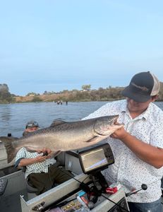 Chinook salmon caught while fishing in CA