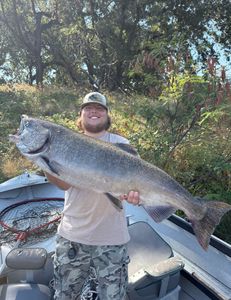 Chinook Salmon caught while fishing in CA
