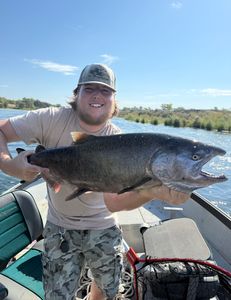 A chinook salmon caught while fishing in CA