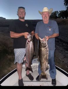 Two coho salmon caught during fishing in Arbuckle