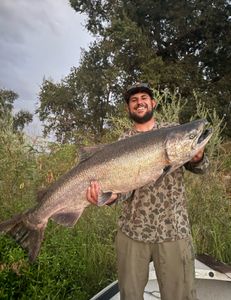 Coho salmon caught fishing in CA
