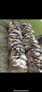 Goose & Duck Hunting in California!