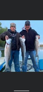 Fishing the Sacramento for Bass!