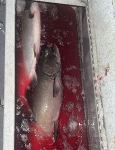 One person fishing in CA