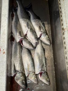 5 striped bass, wiper, and striped bass caught at Arbuckle